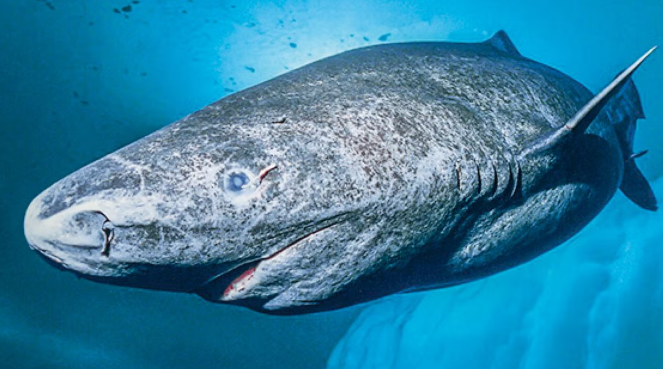 Greenland shark eyes and retinas are actually intact and highly specialized for life in very dim light. 