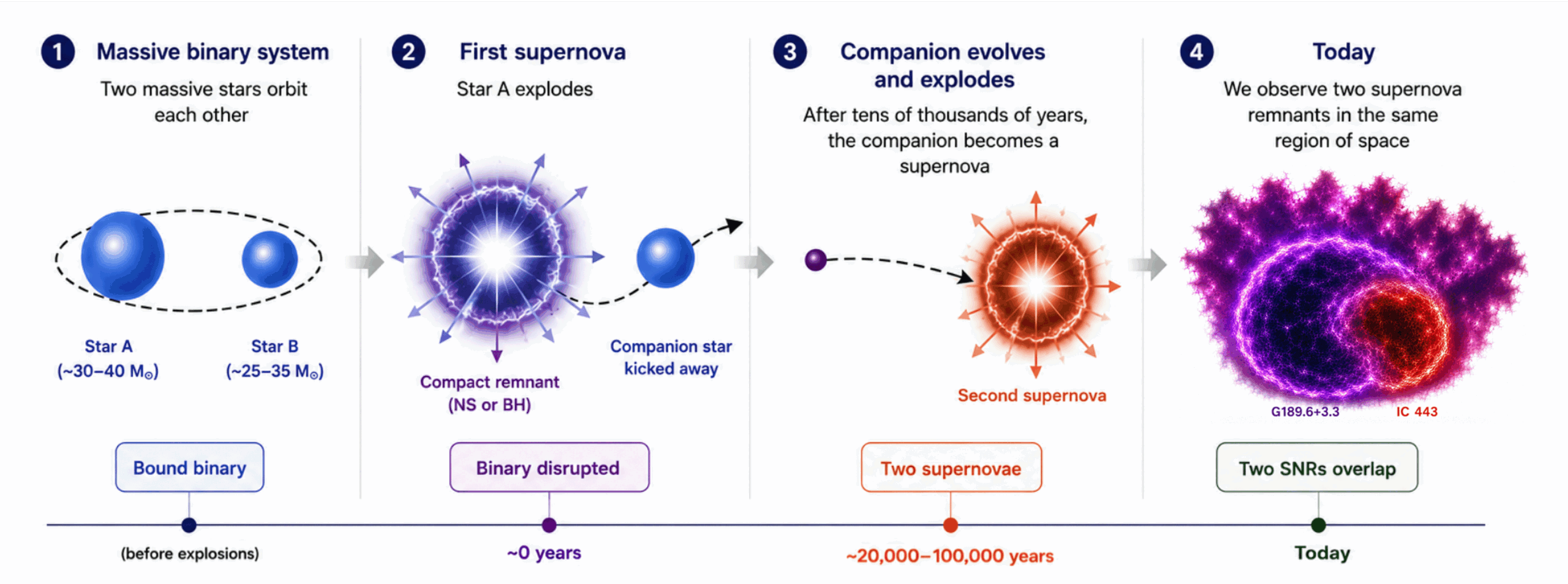 This cartoon outlines how the IC 443/G189.6+3.3 complex may have come about. First, two massive stars are born as a binary system. The larger member is 30 to 40 times the Sun’s mass, the other is 25 to 35 solar masses. Then, the more massive star explodes, possibly forming a neutron star or black hole, and the event kicks away its companion. The lone star travels through space for 20,000 to 100,000 years, then explodes itself. The two supernova remnants expand and partially merge, as we see them today. 