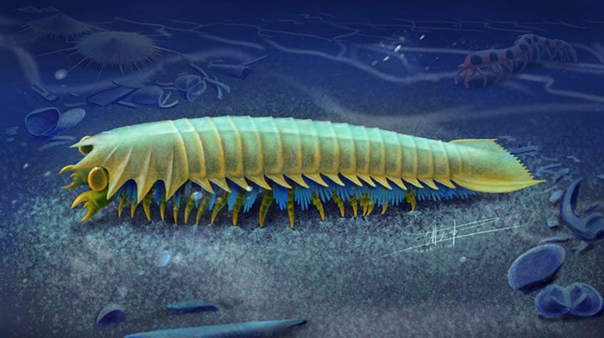 Artist’s impression of Urokodia. 518-million-year-old fossil from China may preserve the earliest known precursors to spiders’ fangs.