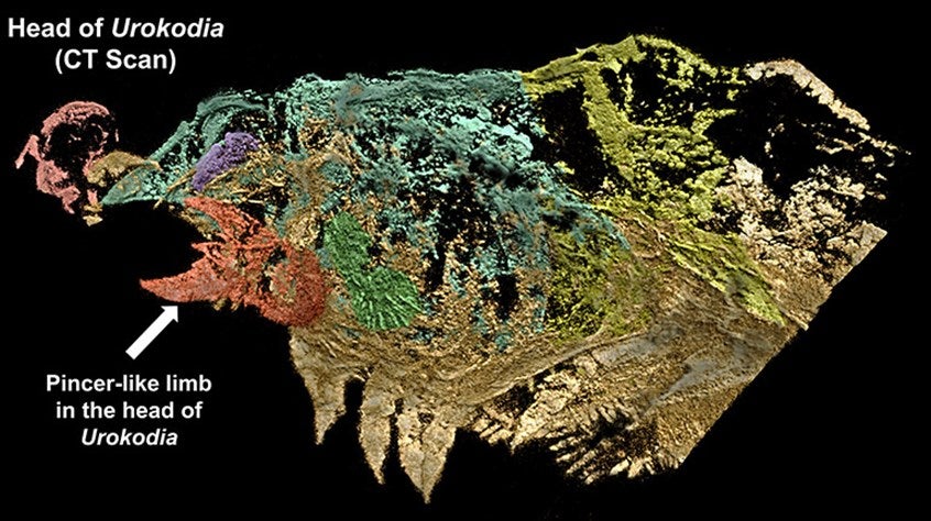 Soft anatomy in the head of Urokodia exposed under X-ray analysis.