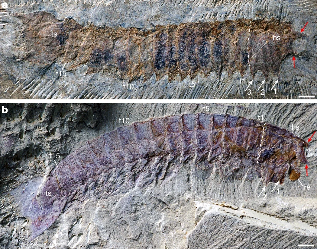 Photos of U. aequalis from the early Cambrian Chengjiang biota.