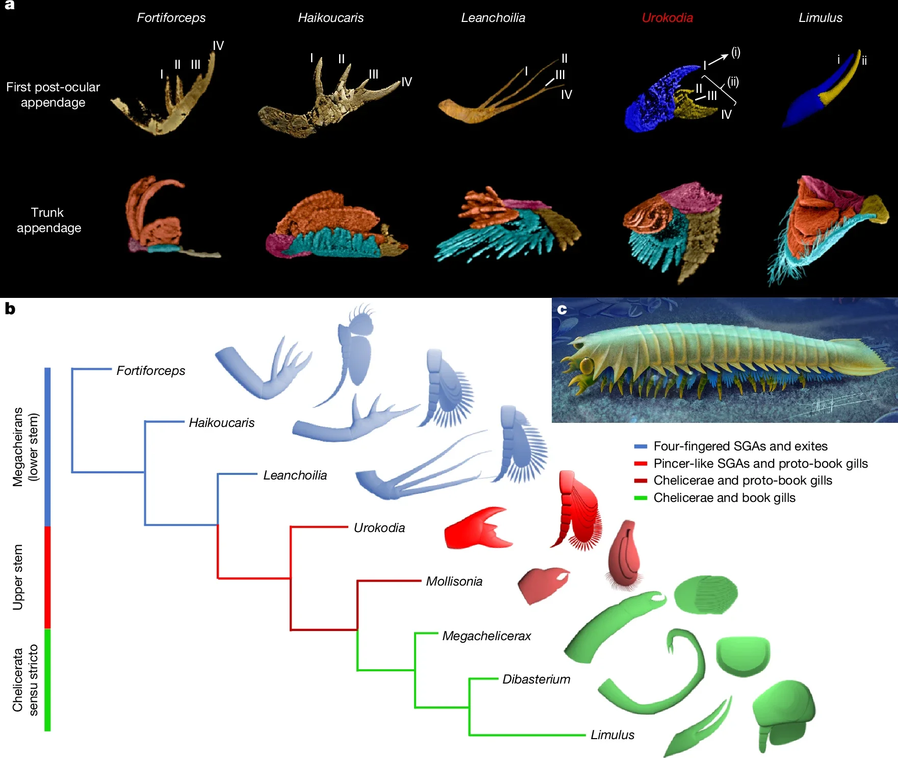 Evolutionary scenarios and artistic reconstruction of Urokodia.