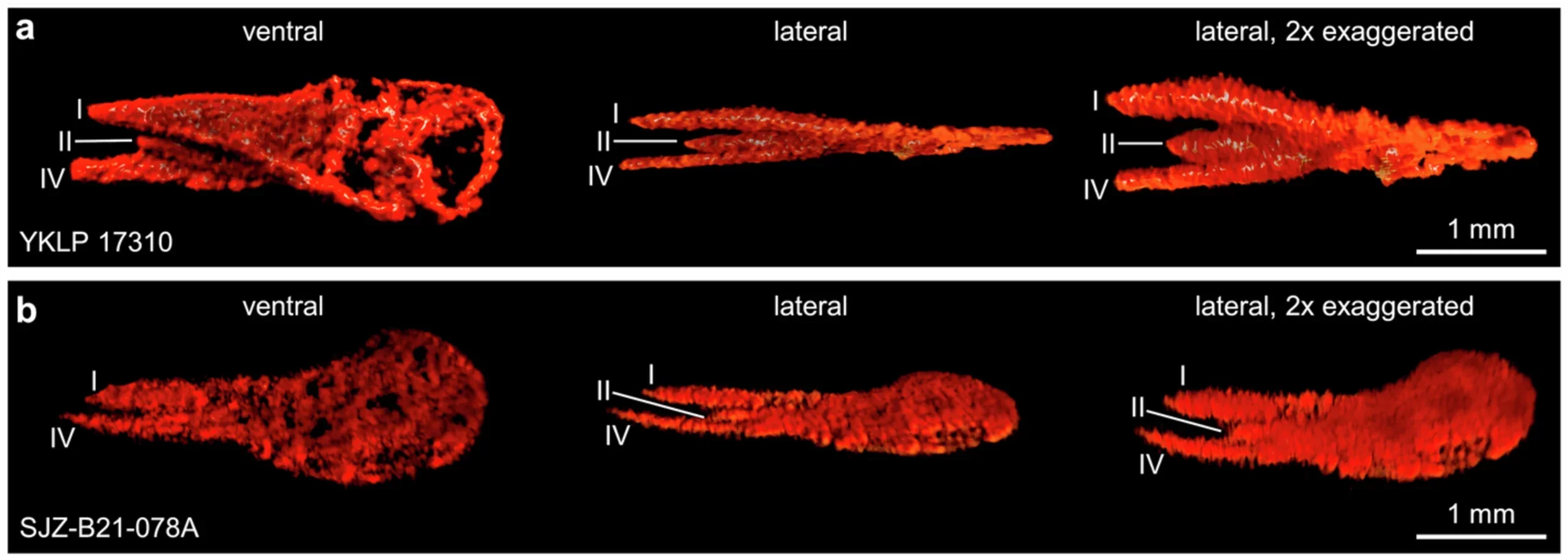 Microtomographic reconstructions of Urokodia aequalis from the early Cambrian Chengjiang Biota.