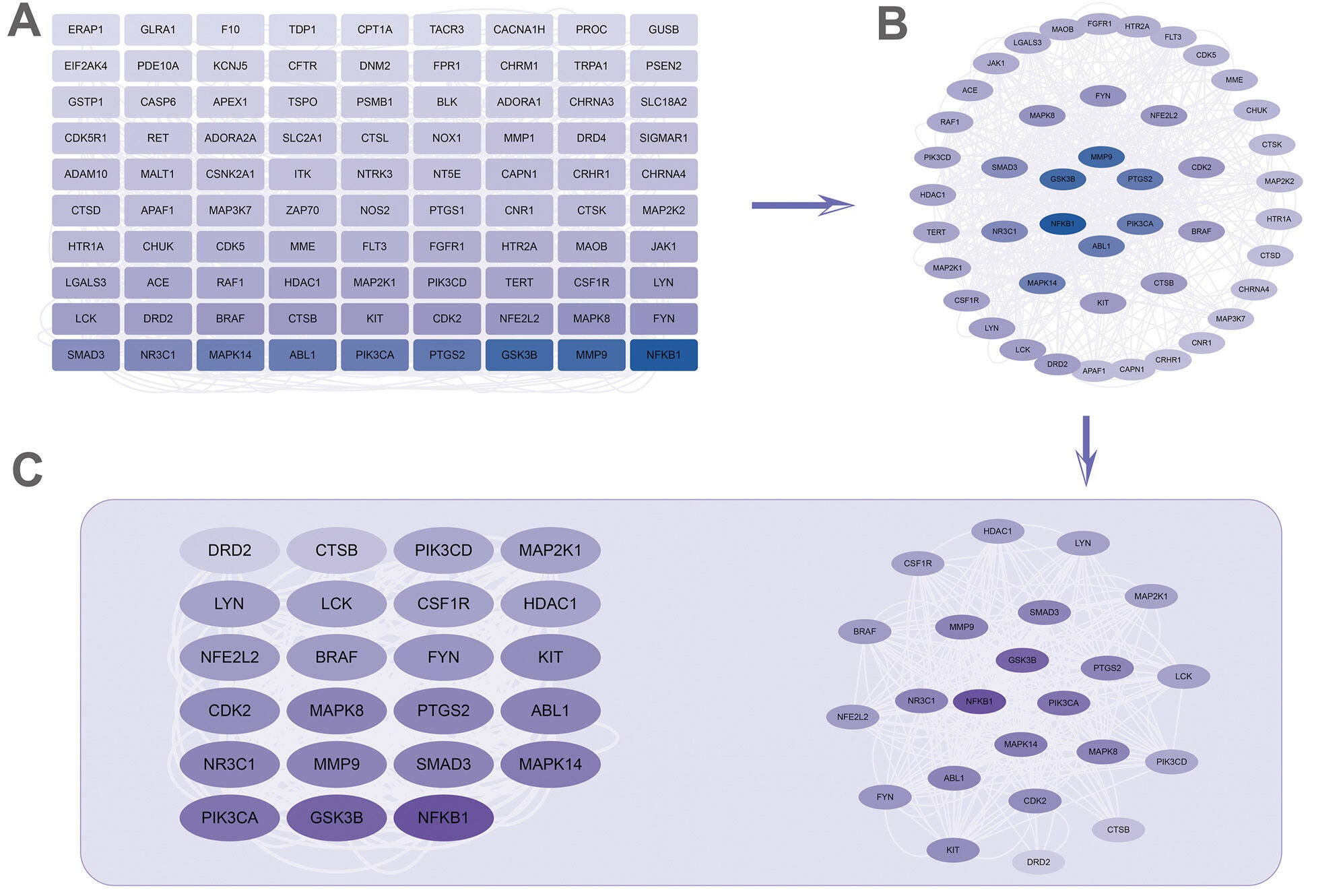 PPI network topology analysis and tissue-specific expression enrichment of common targets. Progressive filtering of the PPI network based on degree centrality.