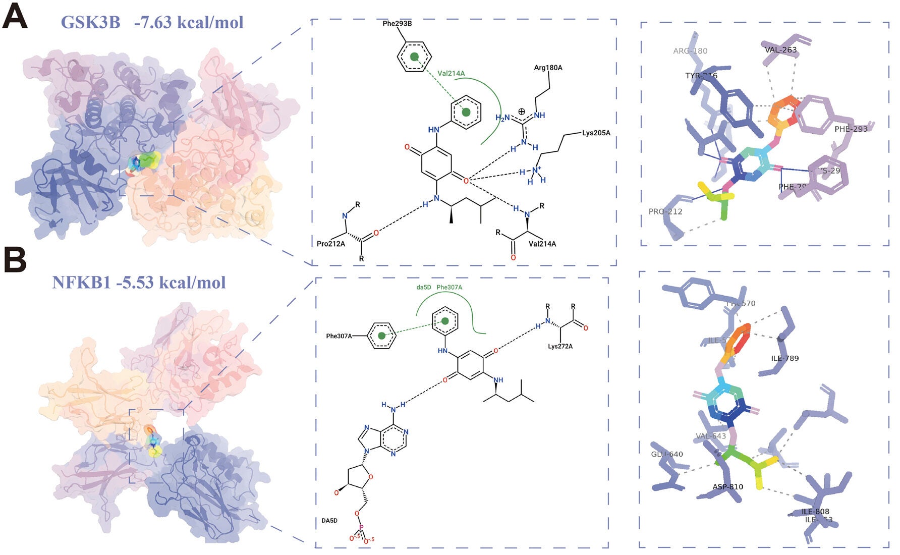 Molecular docking analysis of 6PPD-Q with core target proteins identified through integrated PPI, SMR, and SHAP analyses. 