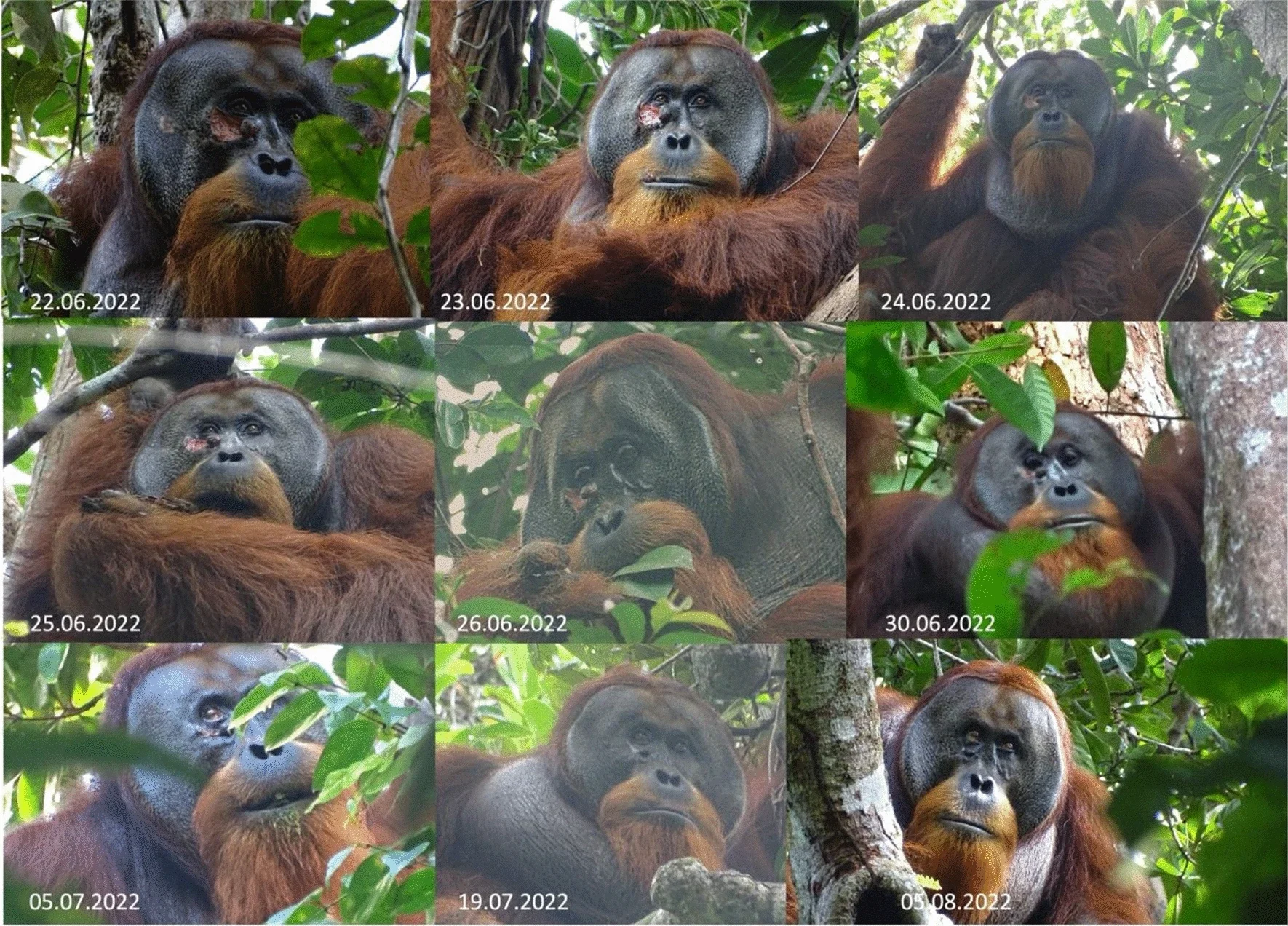 Process of wound healing. Rakus fed on and later applied the masticated leaves of Fibraurea tinctoria to his facial wound on June 25. On June 26 he was again observed feeding on Fibraurea tinctoria leaves (see photo). By June 30 the wound was closed and by August 25 was barely visible anymore.