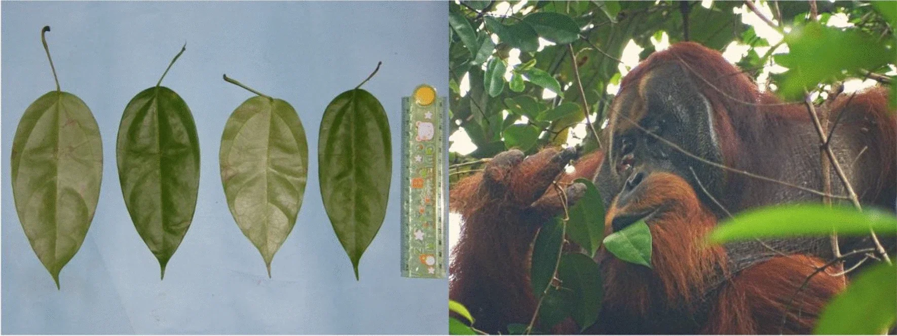 Left: Pictures of Fibraurea tinctoria leaves. The length of the leaves is between 15 to 17 cm. Right: Rakus feeding on Fibraurea tinctoria leaves (photo taken on June 26, the day after applying the plant mesh to the wound).
