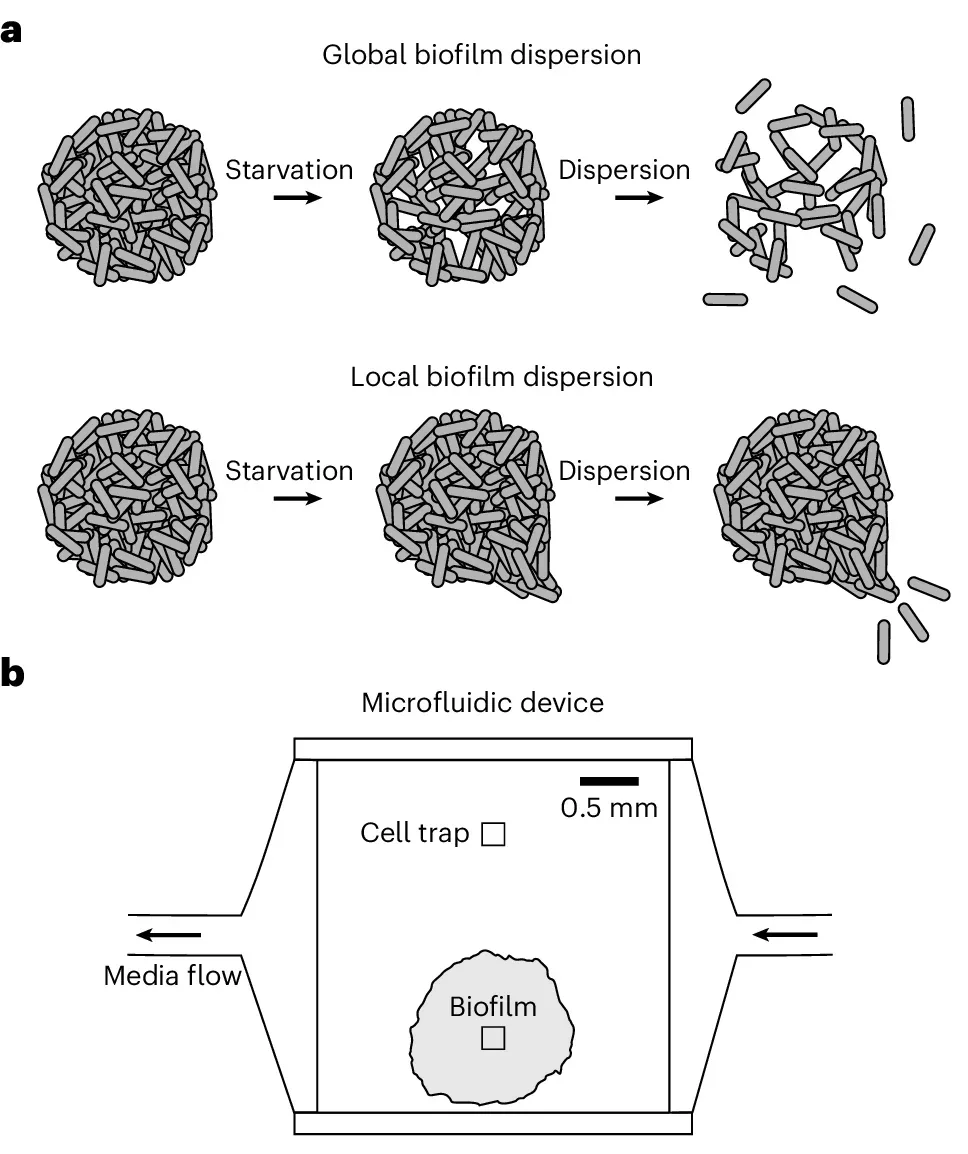 Bacterial biofilms undergo localized dispersion.