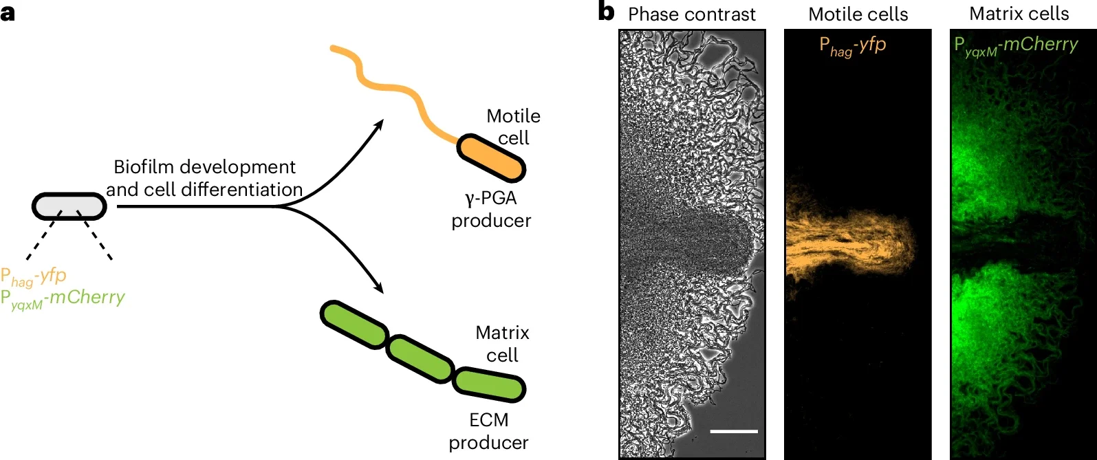 Dispersing region is composed of motile cells.
