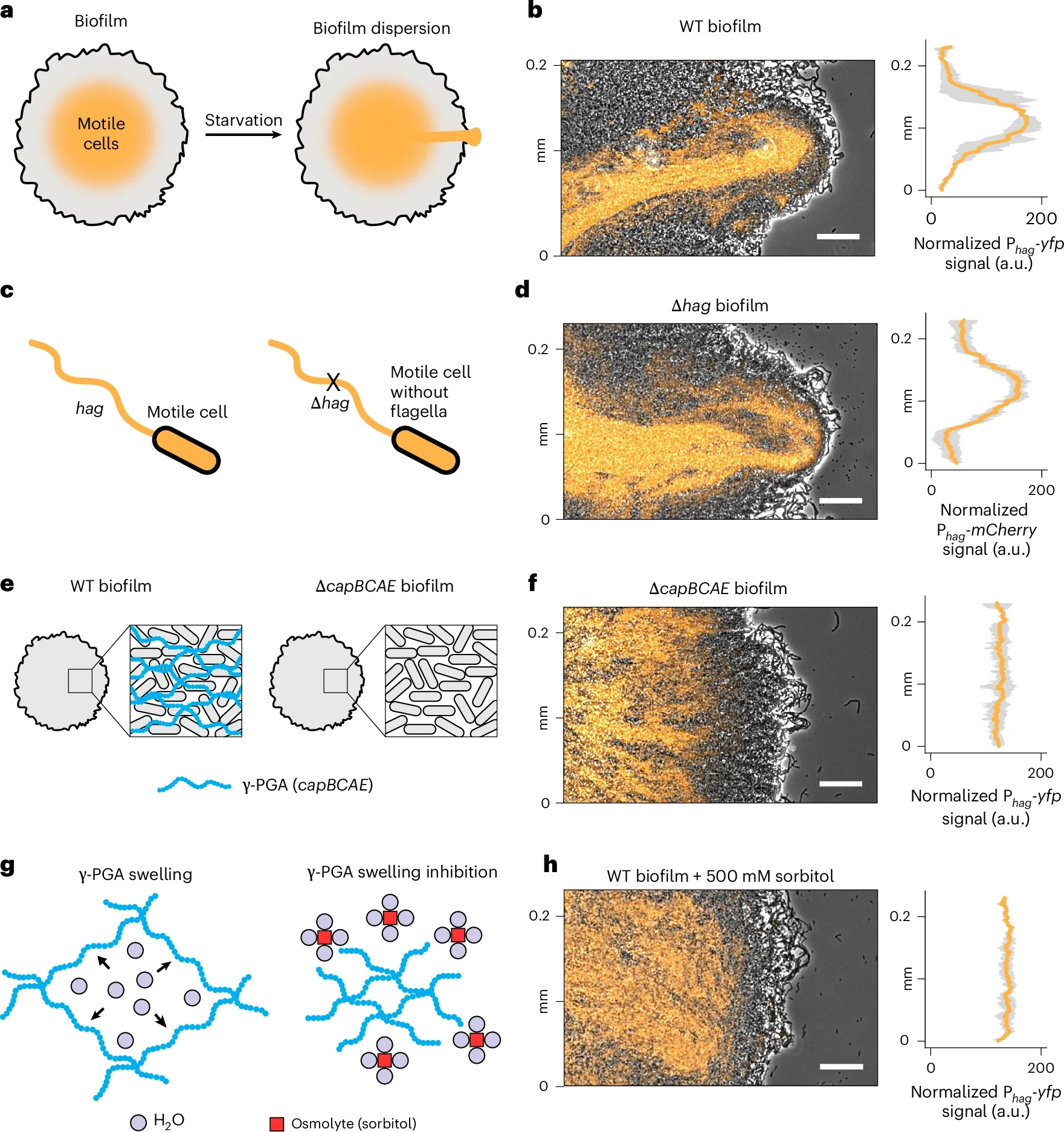 γ-PGA drives localized dispersion without requiring matrix degradation.
