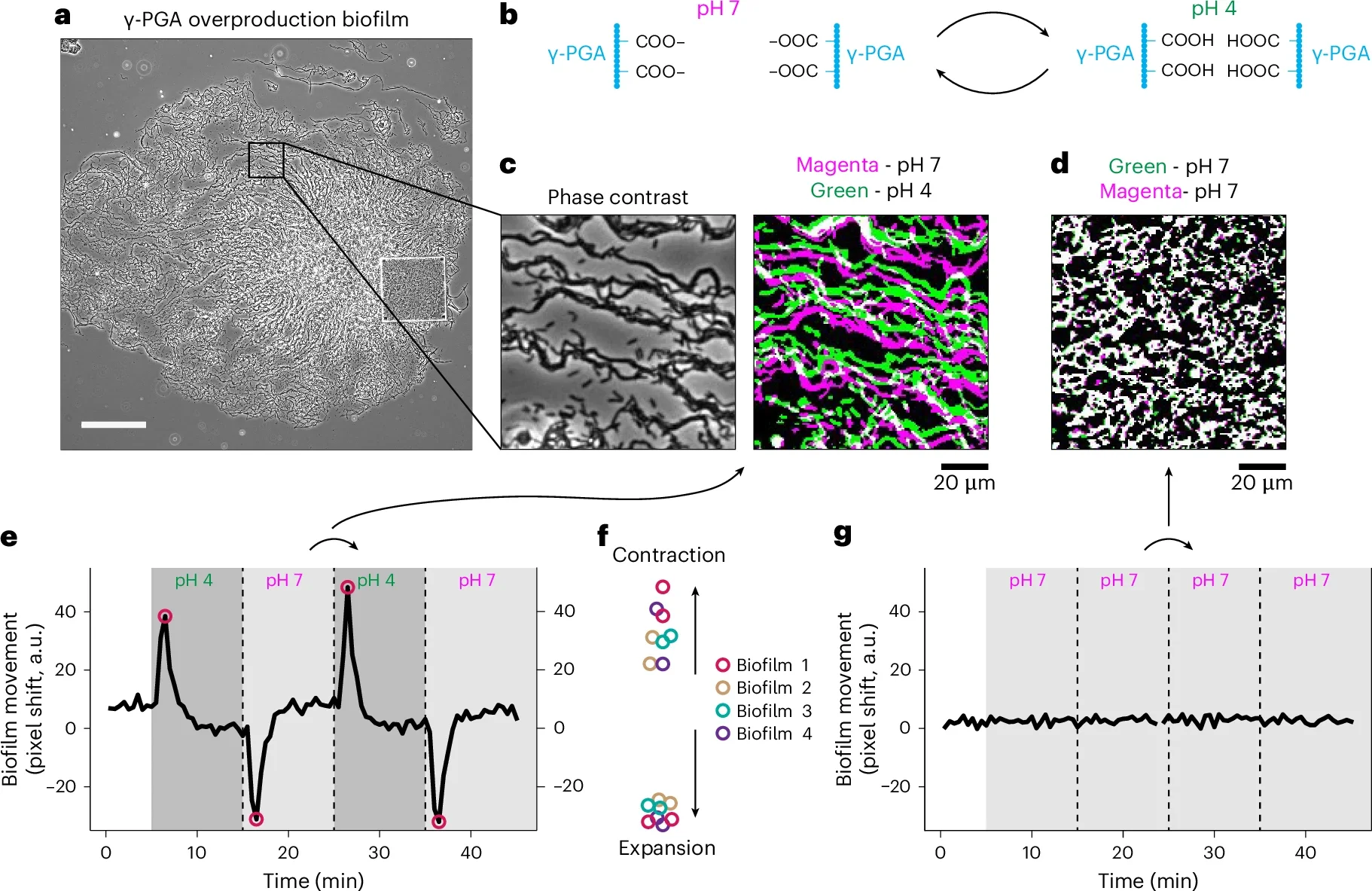 γ-PGA swelling pushes cells apart.