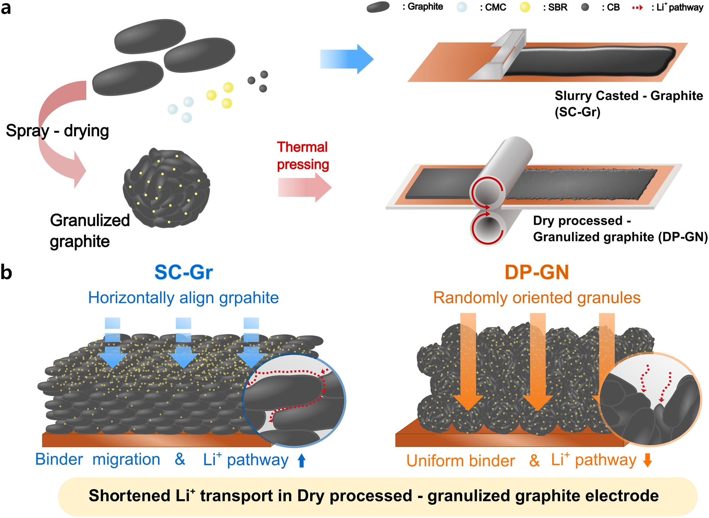 Schematc illustration of (a) fabrication processes of slurry-casted graphite (SC-Gr) and dry-processed granulized graphite (DP-GN), and (b) Li⁺ transport pathways during lithiation in the resulting electrode structures.