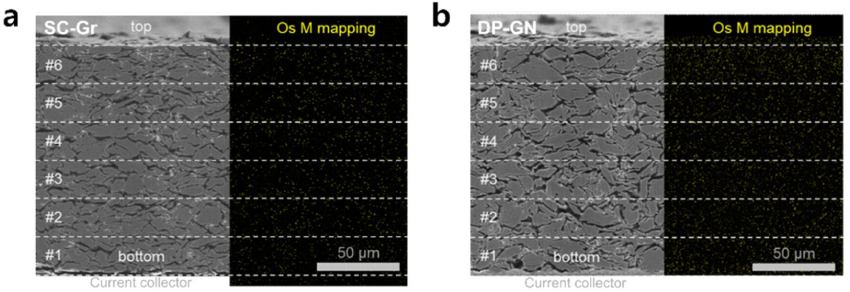 Binder distribution analysis for both electrodes. Cross-sectional SEM images and osmium (Os) EDS elemental maps of (a) the SC-Gr electrode and (b) the DP-GN electrode.