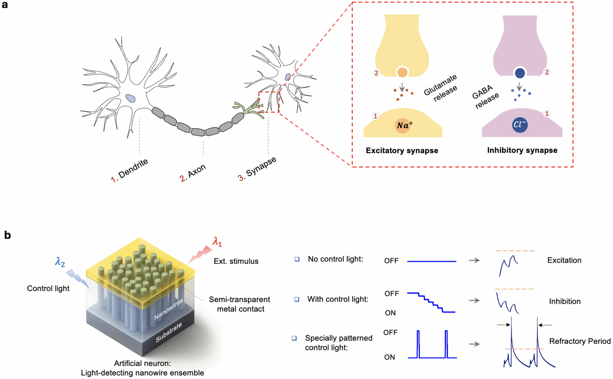 Illustration of the presented neuron-like nanowire photodetectors.