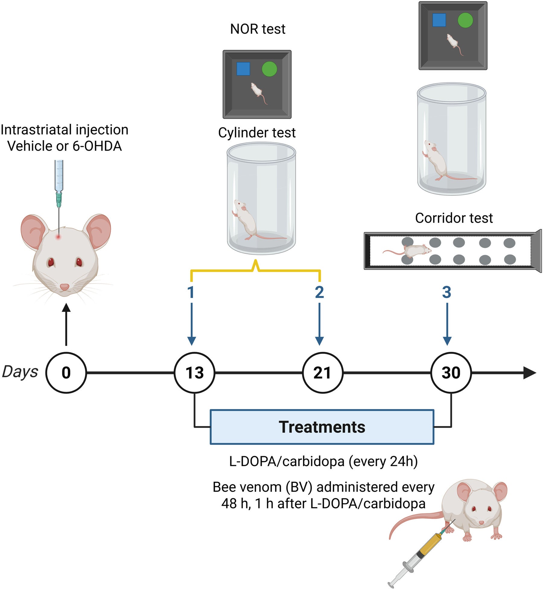 Schematic representation of the experimental timeline. Adult mice (3.0–3.5 months old) underwent unilateral intrastriatal injection of 6-OHDA or SHAM surgery. Behavioral tests were performed at the indicated time points, followed by pharmacological treatments (L-DOPA/carbidopa, BV, or L-DOPA/carbidopa + BV).