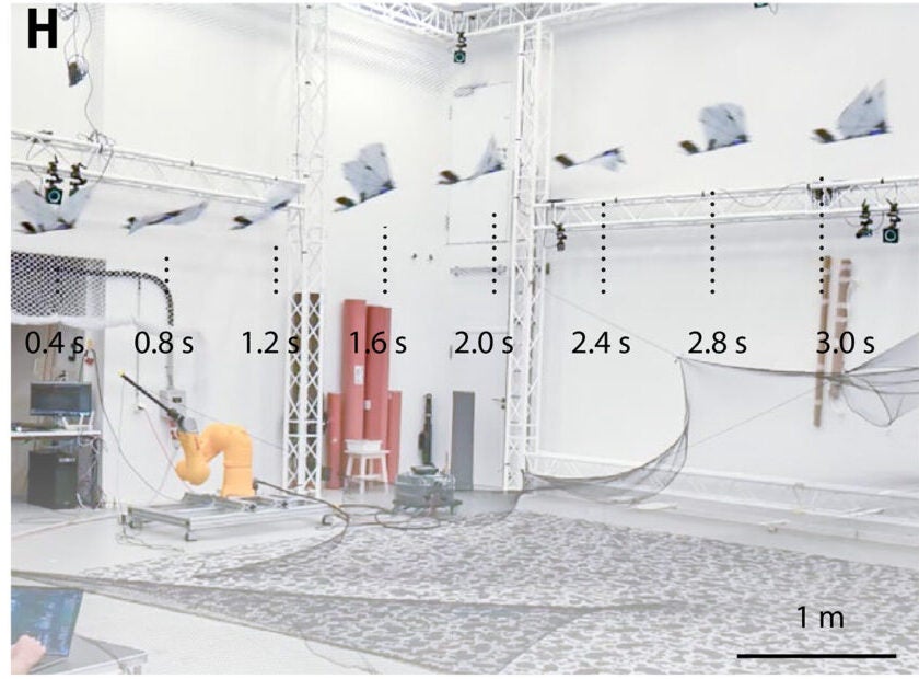 Locomotion and performance in separate media.