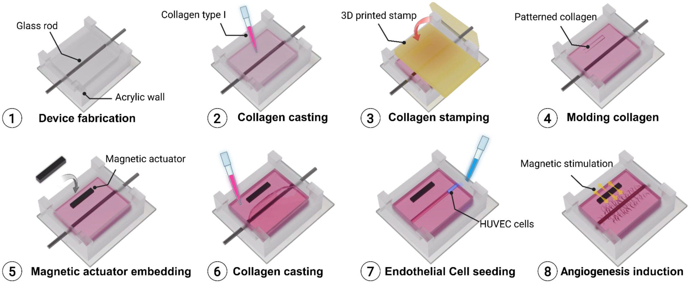 Development of a magnetically actuated vessel-on-chip for mechanical modulation of angiogenesis. Schematic workflow of magnetic actuator integration into the vessel-on-a-chip.