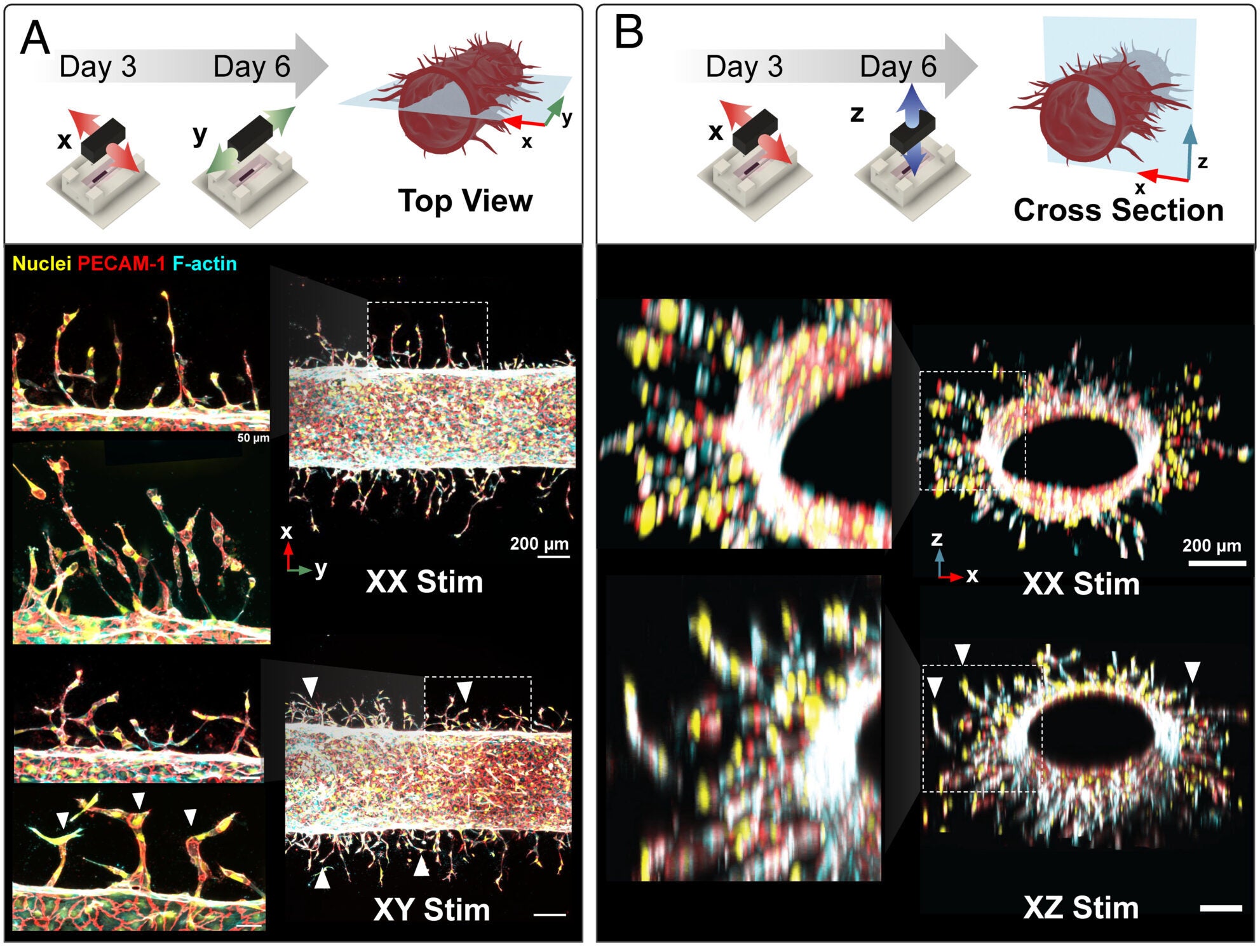 Dynamic reorientation of strain alters endothelial sprouting trajectory across spatial dimensions