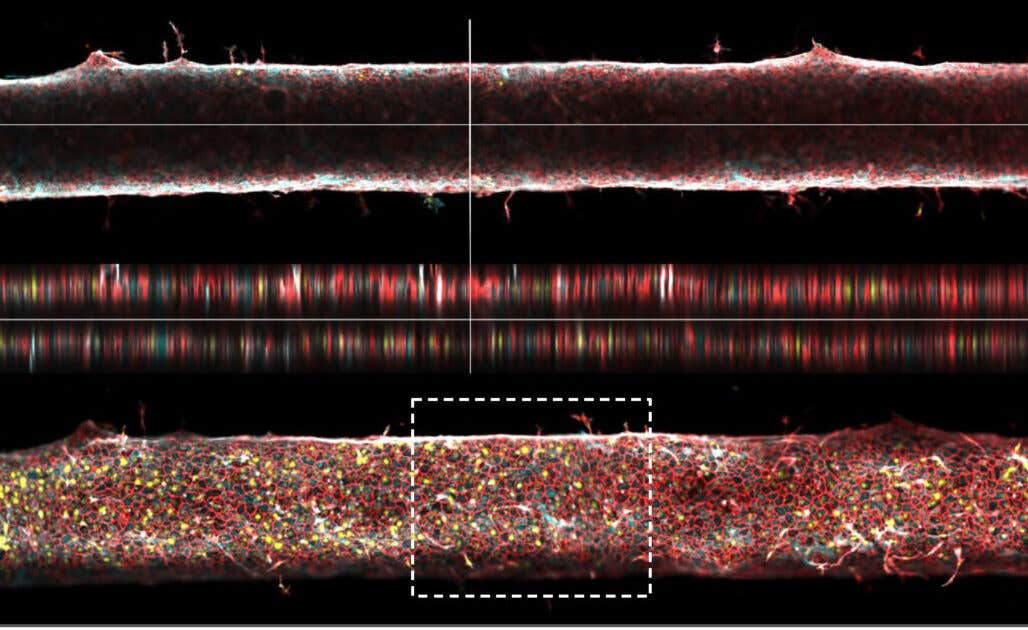 Mechanically guided blood vessel growth could help engineers build organized capillary networks inside artificial tissues and organs.