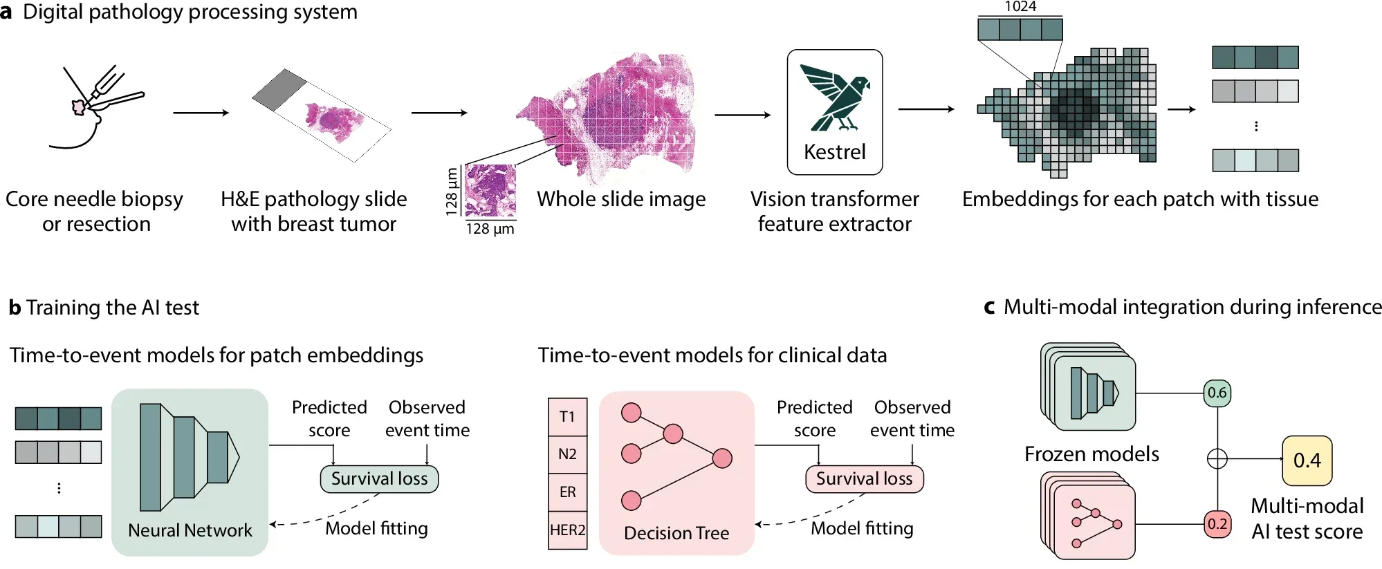 We present a multi-modal AI test for invasive breast cancer.