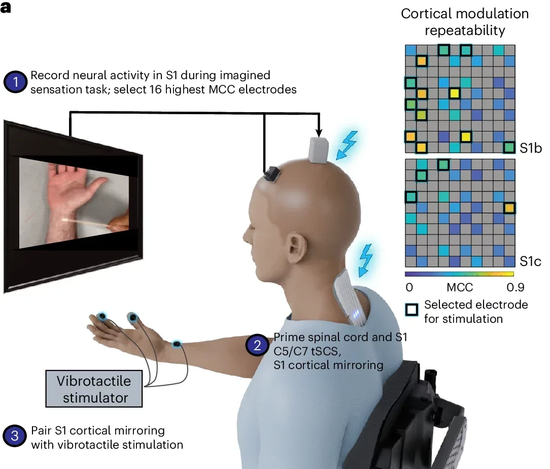 Experimental setup of intervention for persistent recovery of somatosensation.