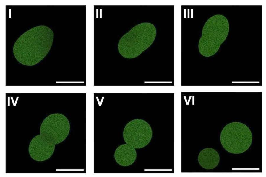 Fluorescent microscopy of SpudCell - a synthetic cell assembled entirely from non-living chemical components - undergoing division. 