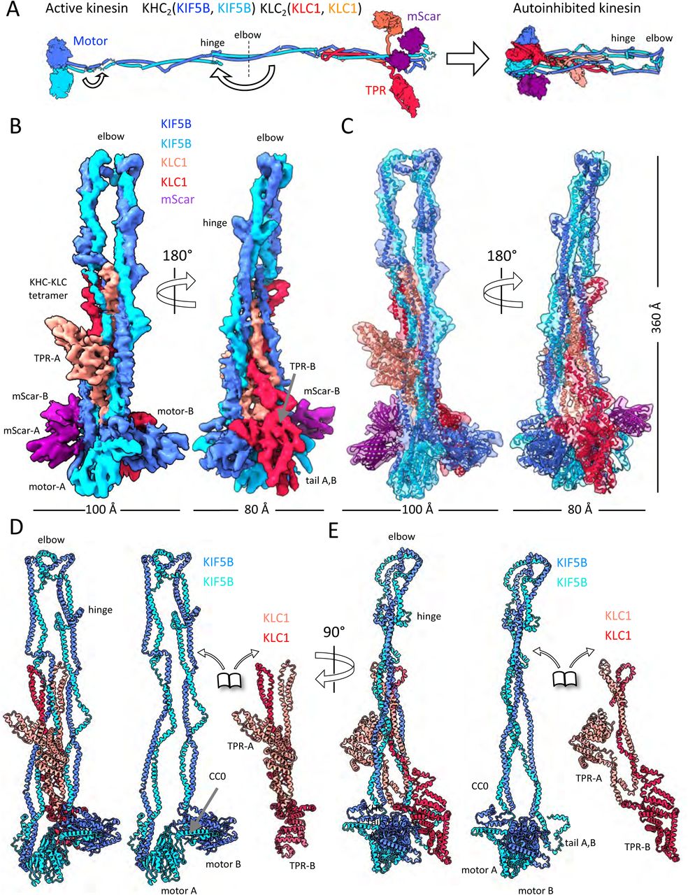 Cryo-EM structure of the autoinhibited kinesin KIF5B-KLC1 reveals the organization of the hetero-tetramer and the asymmetric subunit interactions in the lambda particle.