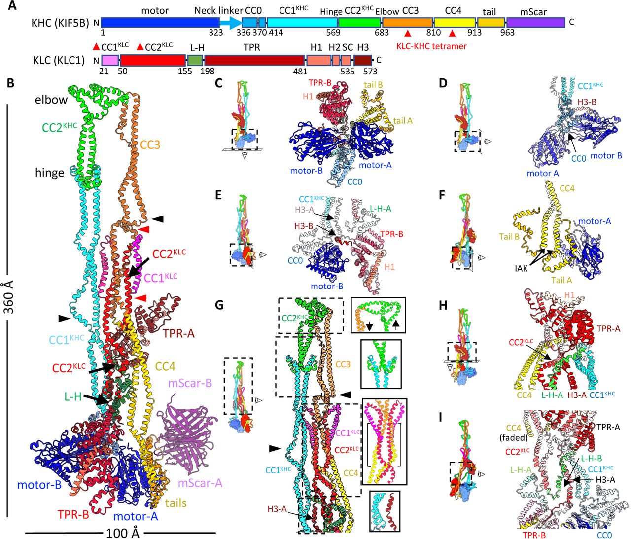The organization of the KHC and KLC domains in the kinesin autoinhibited structure.
