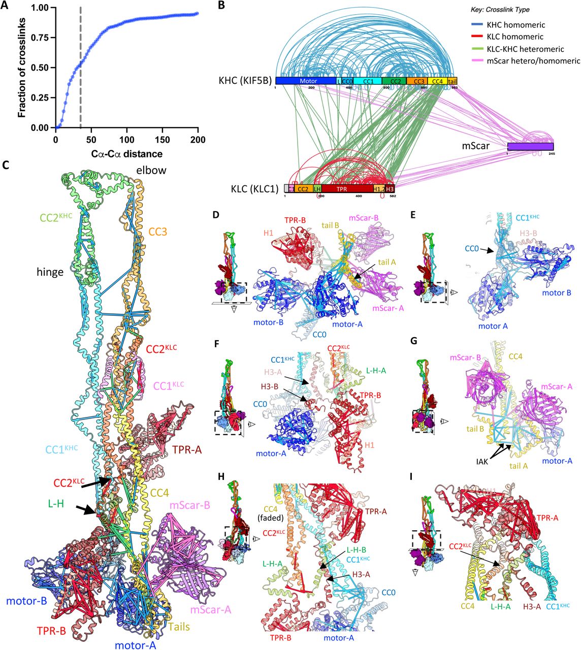 Crosslinking mass spectrometry validates the kinesin autoinhibited structure.