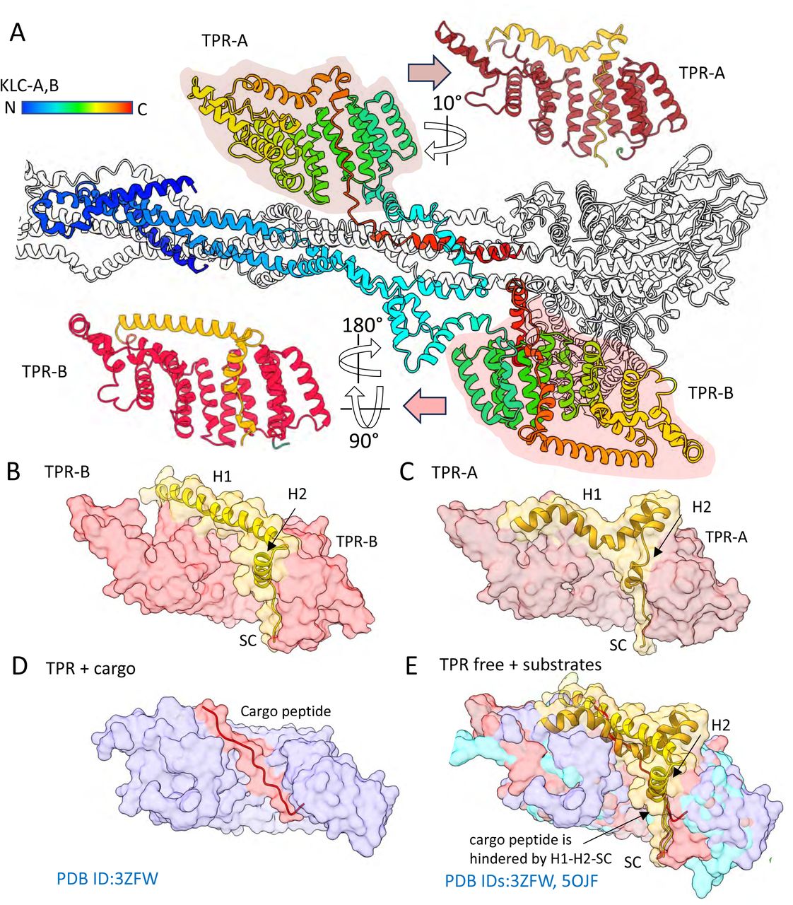 The topology and self-regulation of the KLC subunits in lambda kinesin autoinhibited structure.
