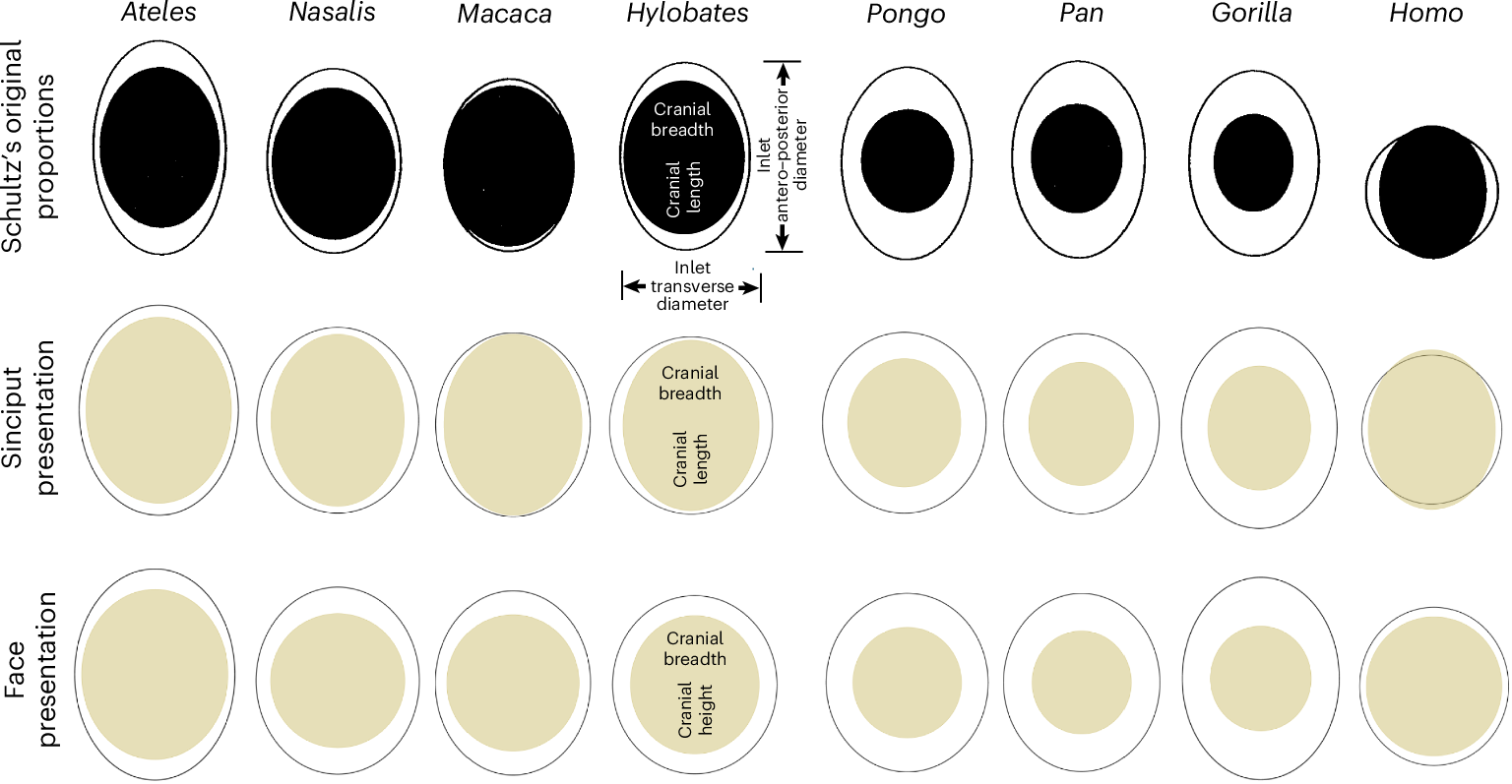 CPP across eight primate genera based on traditional and updated inlet and head size reconstructions.