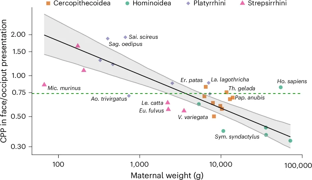 Relationship between CPP and maternal body size across primates.
