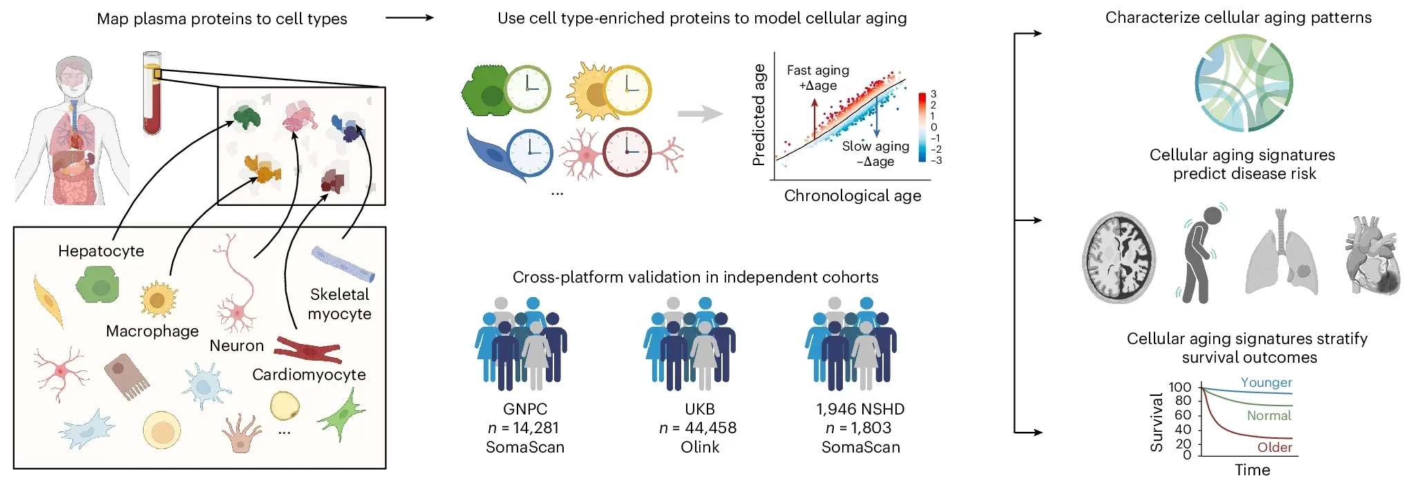 A framework for modeling cellular aging with plasma proteomics.
