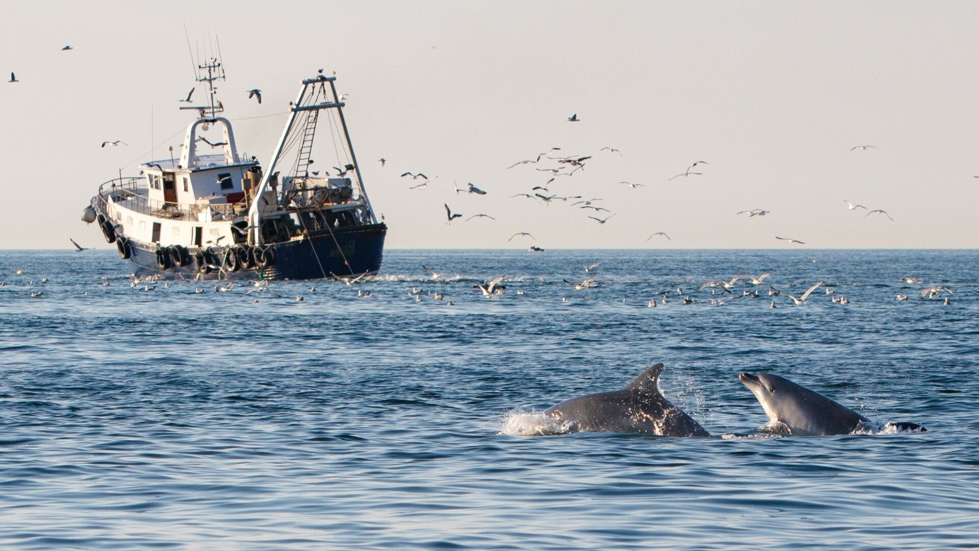 Two bottlenose dolphins follow a midwater trawler in the waters of Veneto, Italy.