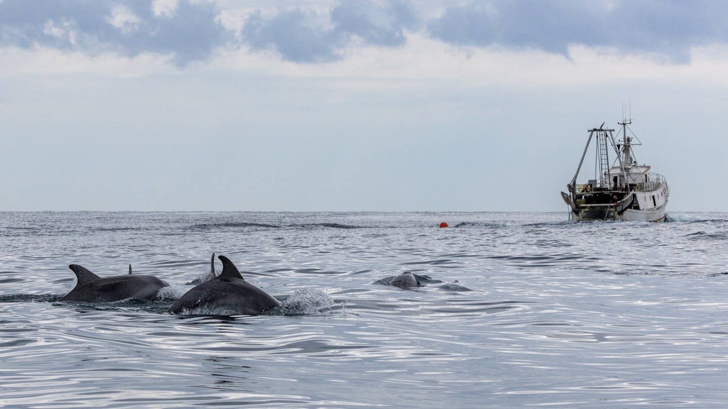 Adriatic bottlenose dolphins are increasingly following trawlers, suggesting overfishing may be reshaping how they survive.