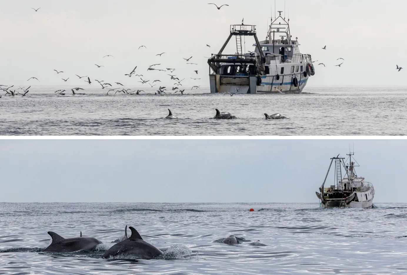 Bottlenose dolphins foraging and scavenging behind a midwater trawler in Veneto (upper photo, with only one of two towing vessels visible), and behind an otter trawler in Marche (bottom photo). The otter trawler is hauling its net, with otter boards being lifted and the red codend buoy visible at the surface.