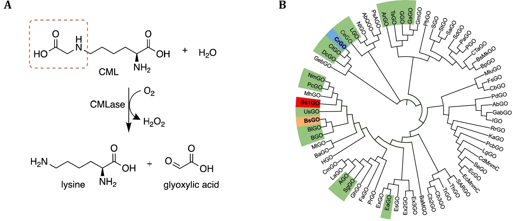 Discovery of glycine oxidase homologs with activity on peptidyl-CML.