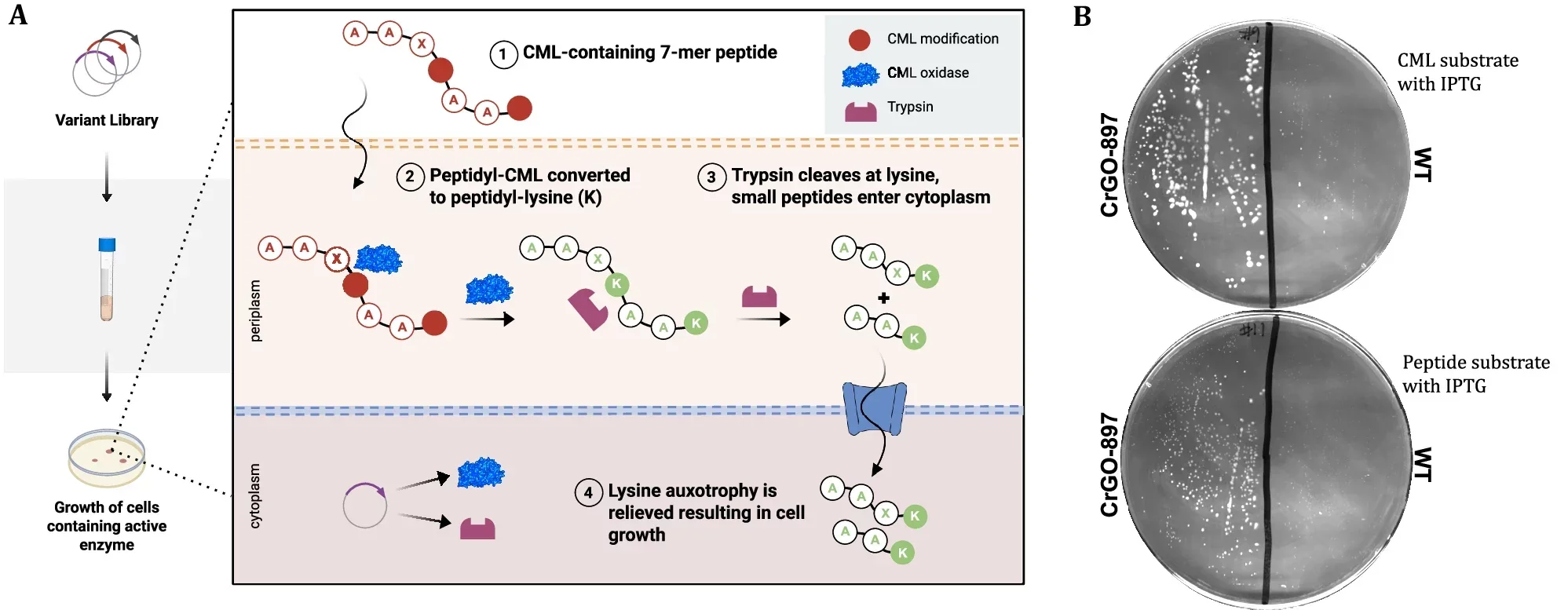 Biochemical logic describing the genetic selection used to engineer CML oxidase. A DNA library of periplasmically localized CML oxidase variants is transformed into a lysine auxotroph strain of E. coli.