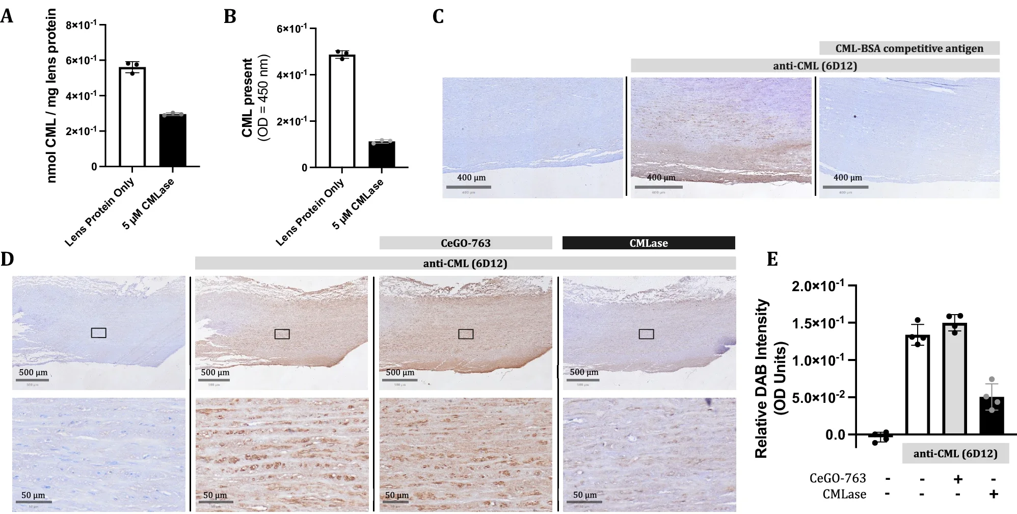 CMLase reverses CML modifications in human lens proteins. Soluble human lens proteins were treated with and without CMLase overnight.