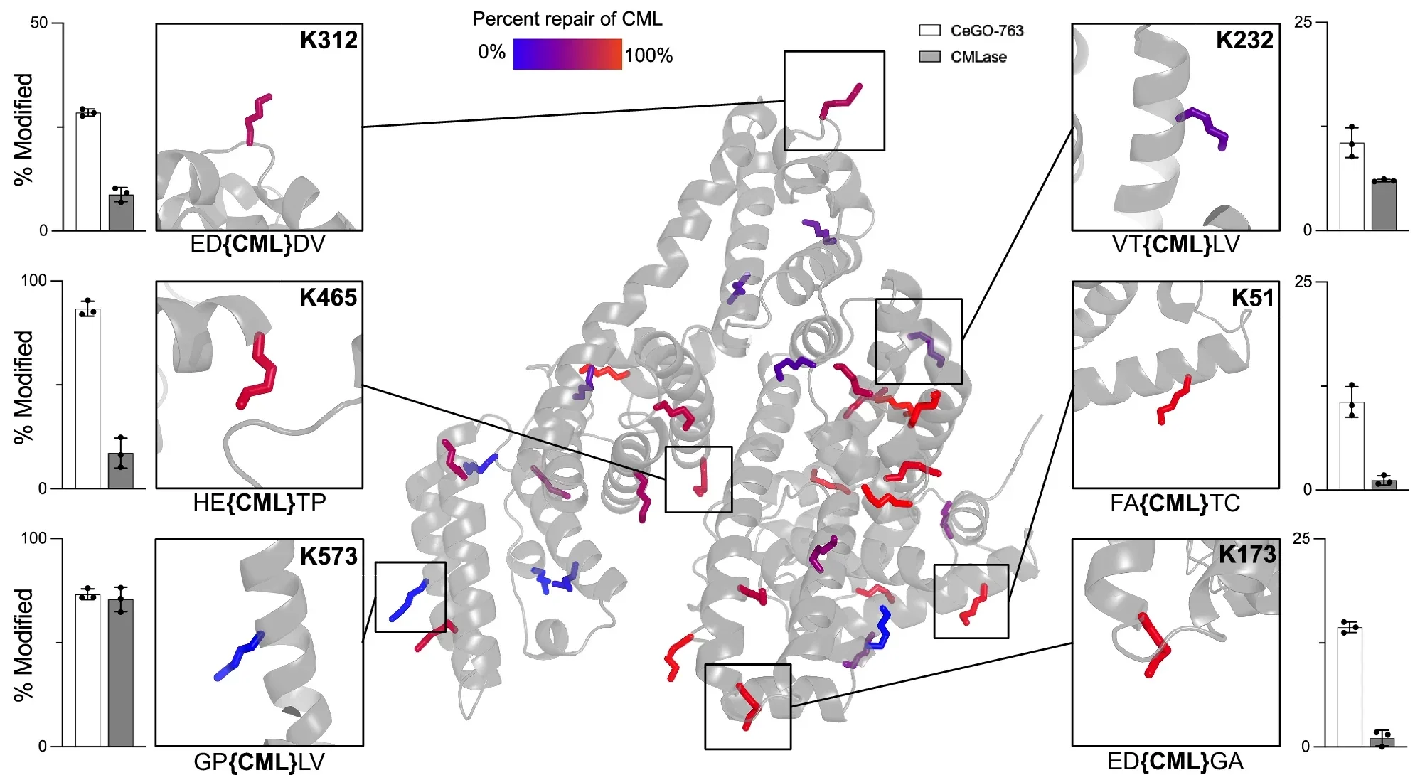 CMLase has varying activity across all sites with no clear preference based on primary or secondary structure. All 33 analyzed lysine sites are colored based on percent repair of CML into lysine. 