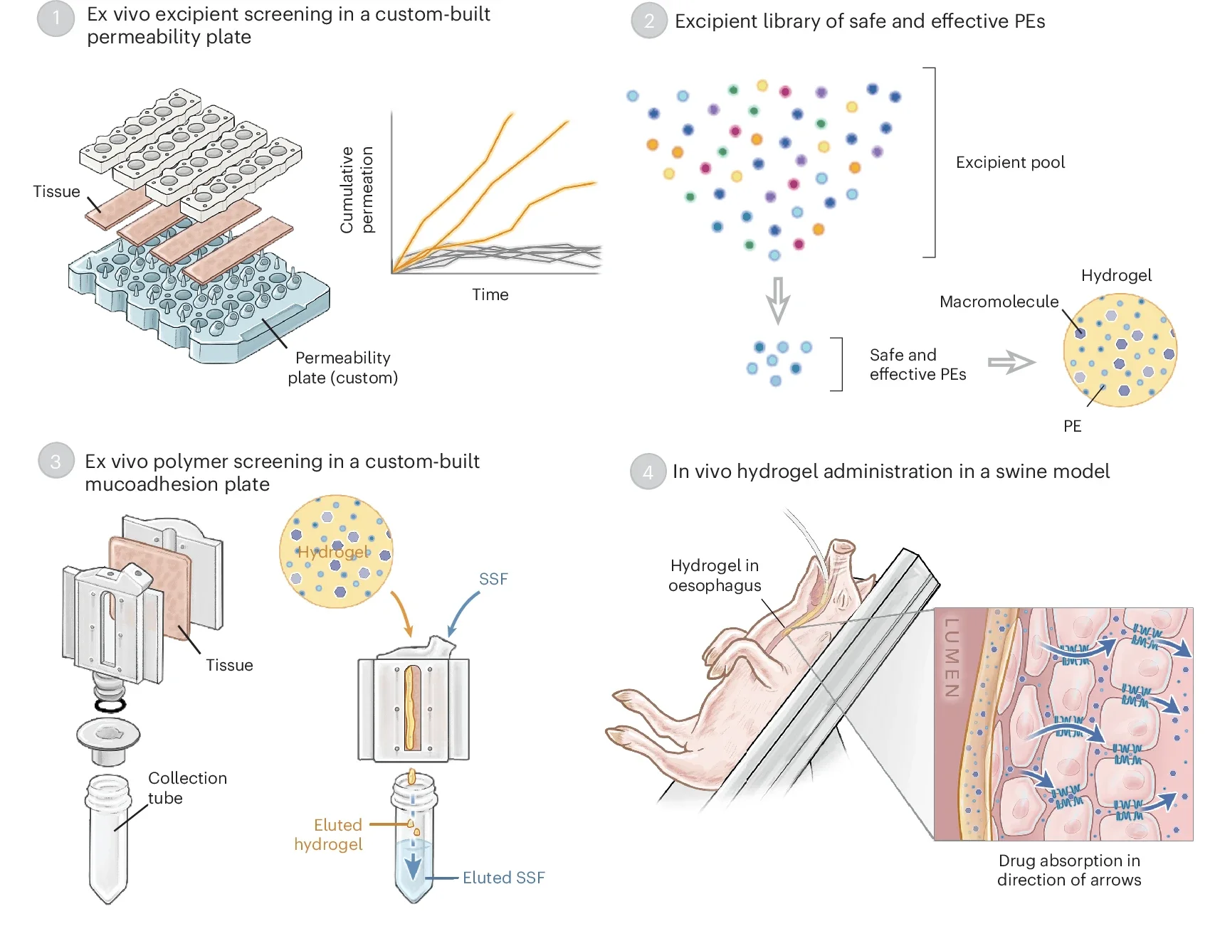 Schematic illustration of the OTiS workflow for developing the oesophageal-targeted dosage form for biologic administration.