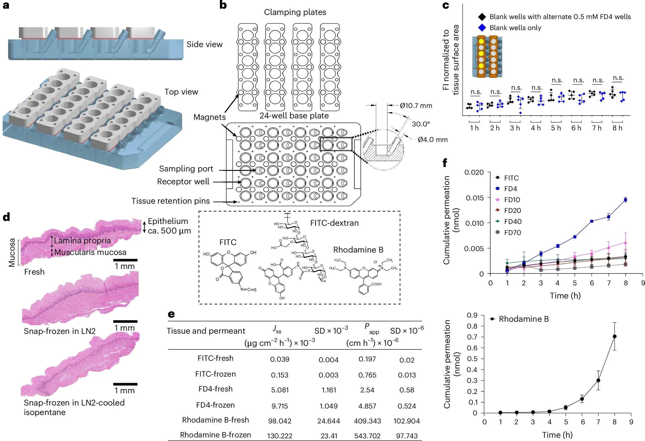 Fabrication and validation of the ex vivo permeability experimental set up.