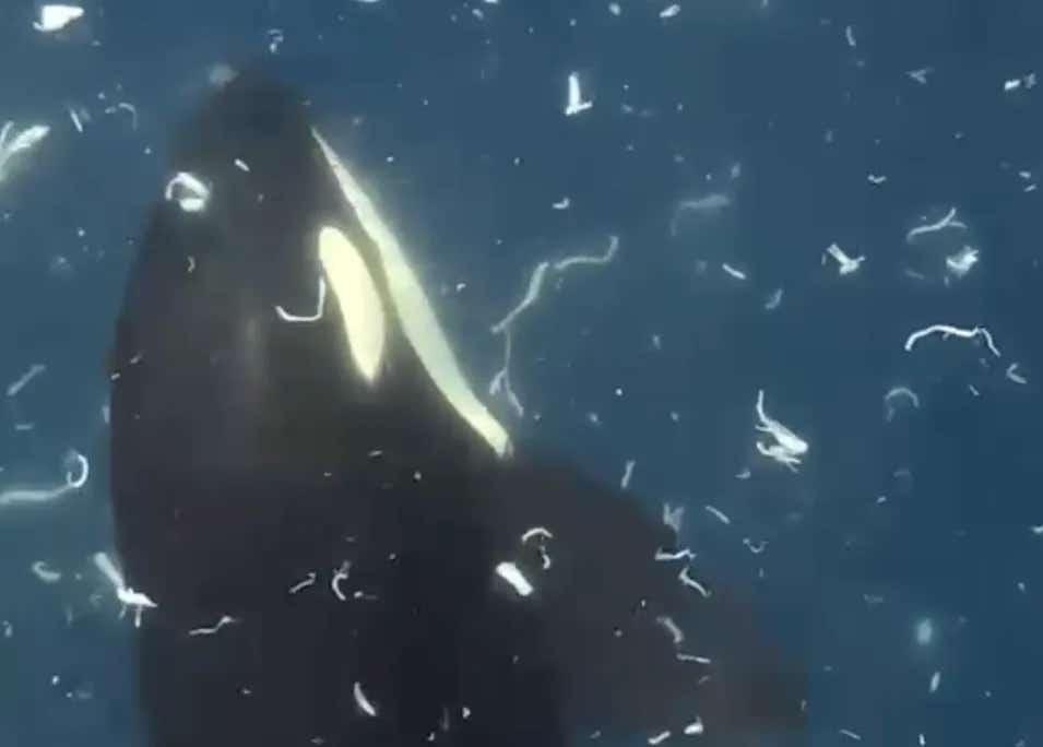 Orcas ramming sunfish in the Gulf of California may be processing prey into smaller pieces for calves or engaging in social play.