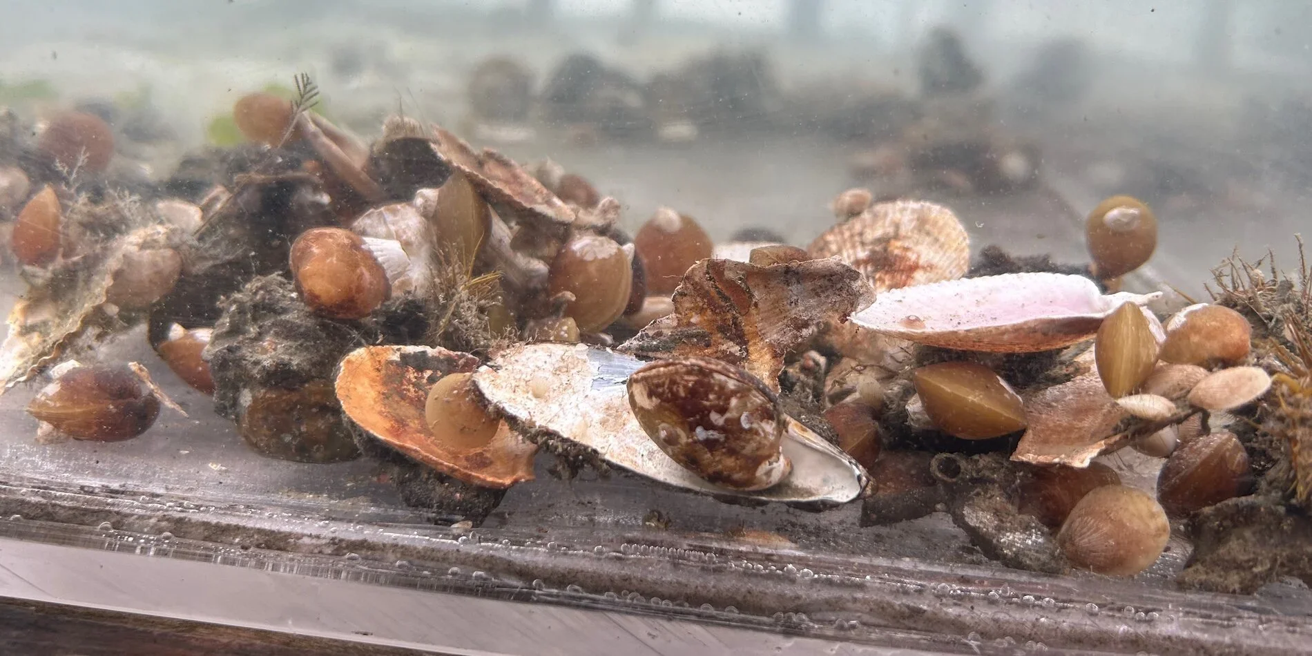 Studying the metabolism of living brachiopods like these collected from San Juan Island, Washington, allowed Stanford researchers to understand how the physiology of the modern fauna and Paleozoic fauna may have differed and how these groups would have been differentially impacted by oxygen and temperature changes during the Permian–Triassic mass extinction.