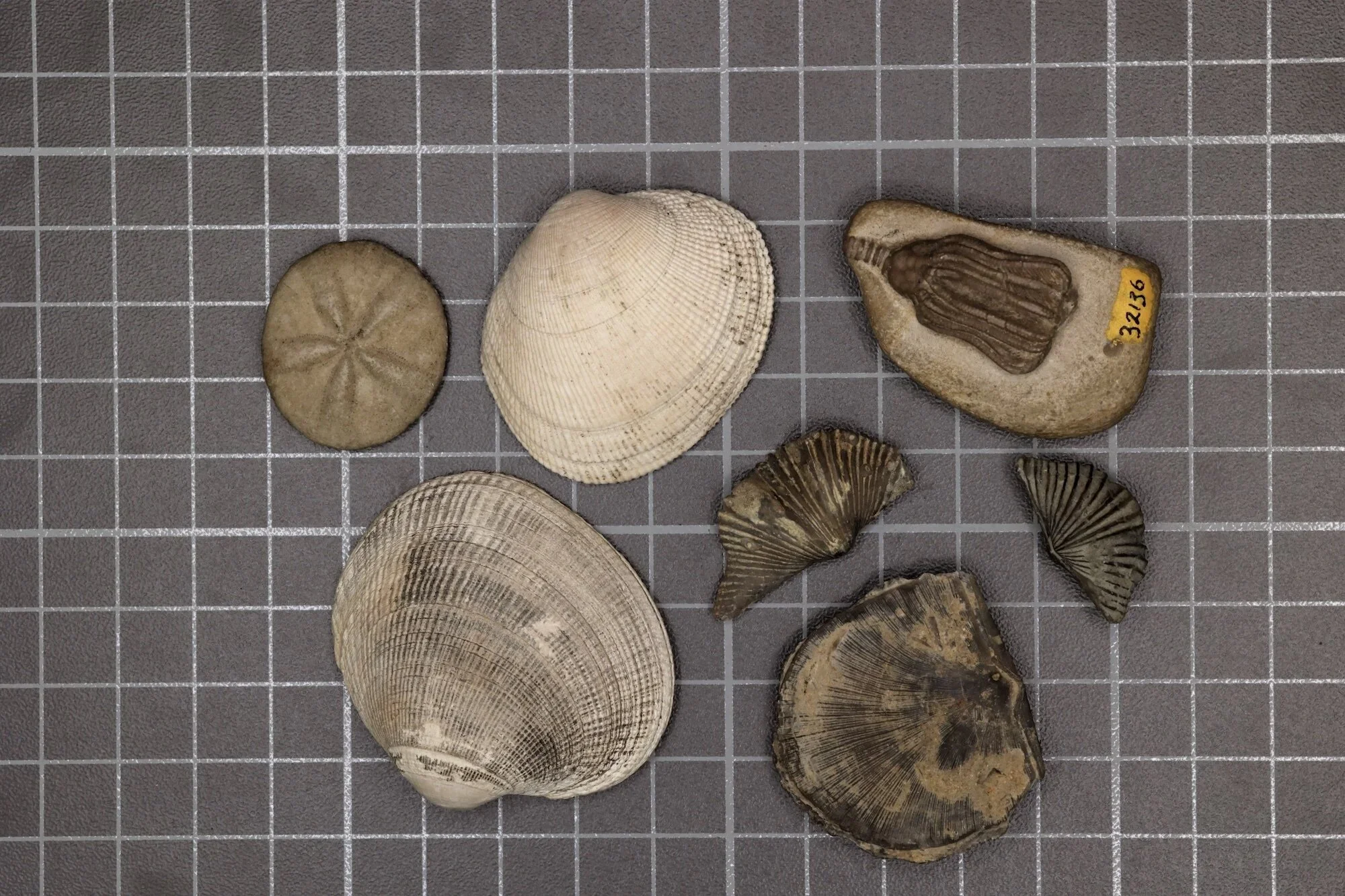 Representative samples of the modern fauna (left three samples) and the Paleozoic fauna (right four samples).
