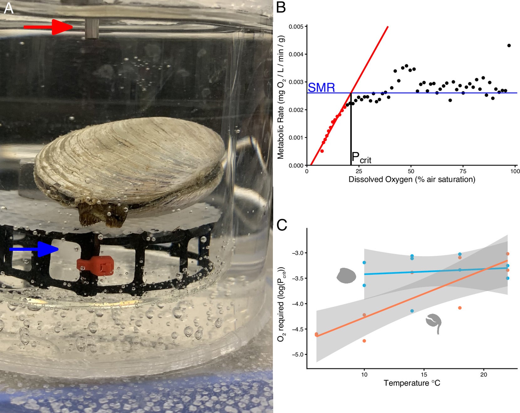 he clam Glycymeris septentrionalis respires the oxygen in a closed-system respirometer from 100% air saturation down to anoxia.