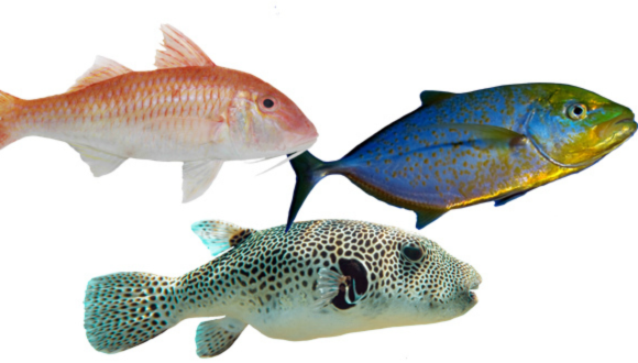 The three fish species ranked by the new model as having the highest invasion potential (left to right): the cinnabar goatfish, the stellate pufferfish, and the yellowspotted trevally.