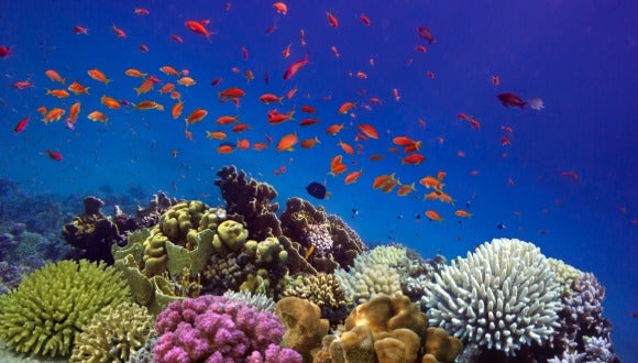 Species that depend on coral reefs are less likely to migrate from the Red Sea to the Mediterranean, resulting in a lower invasion potential.