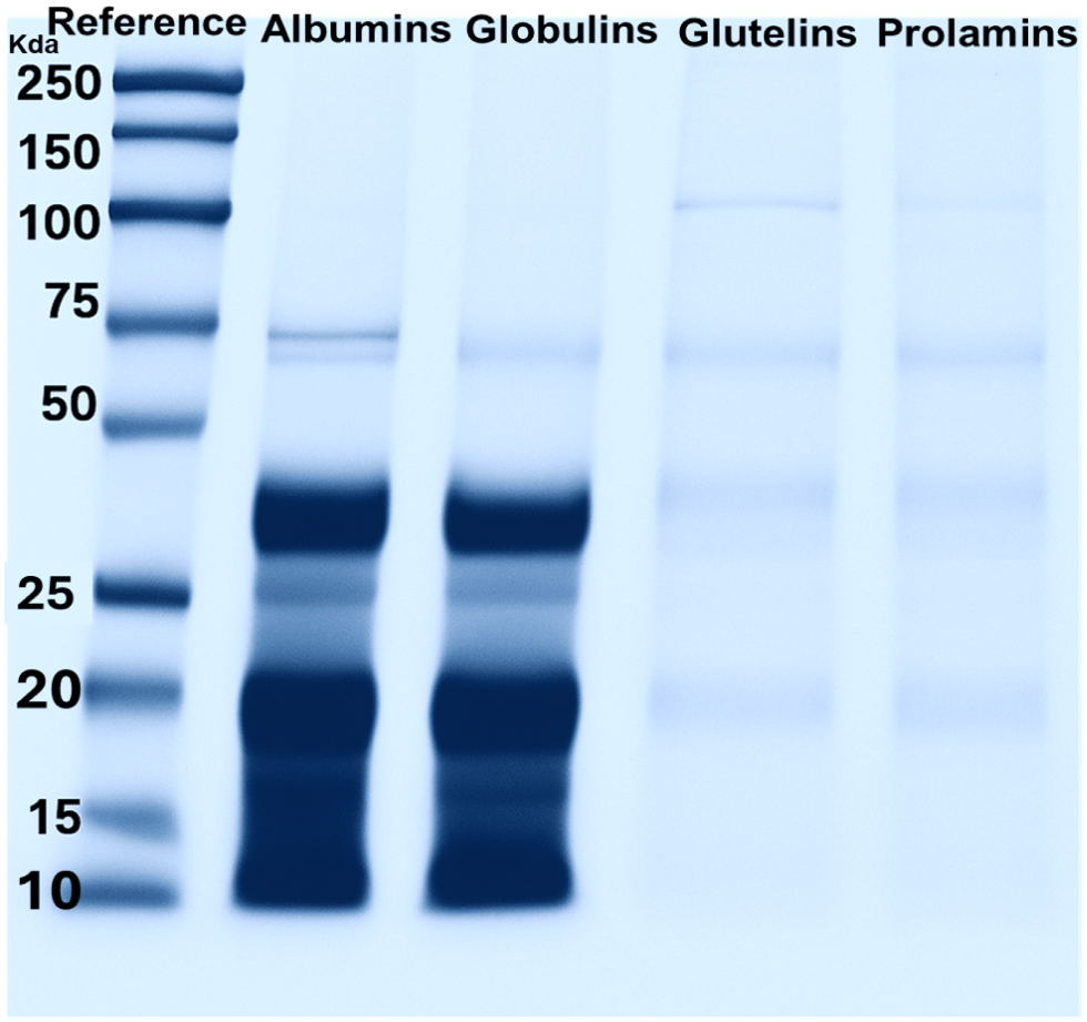 Sodium dodecyl sulfate-polyacrylamide gel electrophoresis (SDS-PAGE) of marigold flower protein extract.