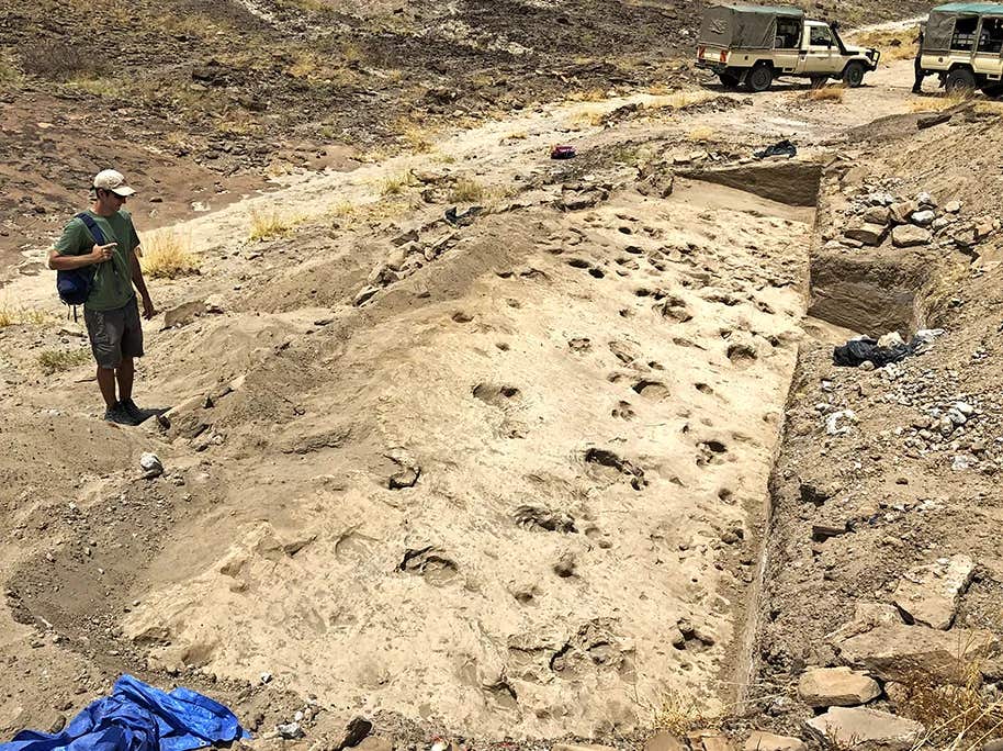 The excavated site preserves the movements of multiple species, with massive hippo tracks, smaller antelope prints, and a trail of human ancestor footprints captured together
